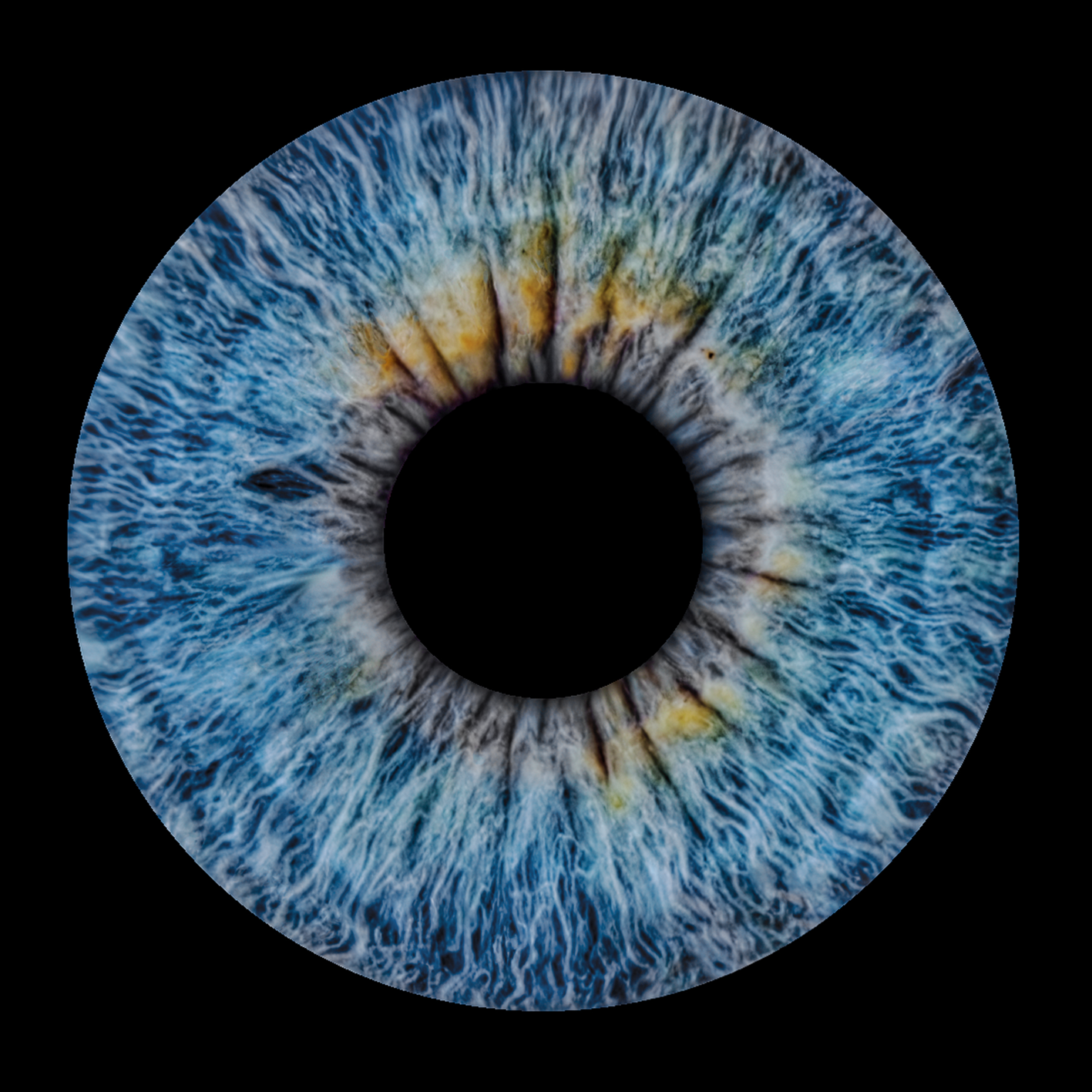 Natürliche blau-goldene Iris auf schwarzem Grund