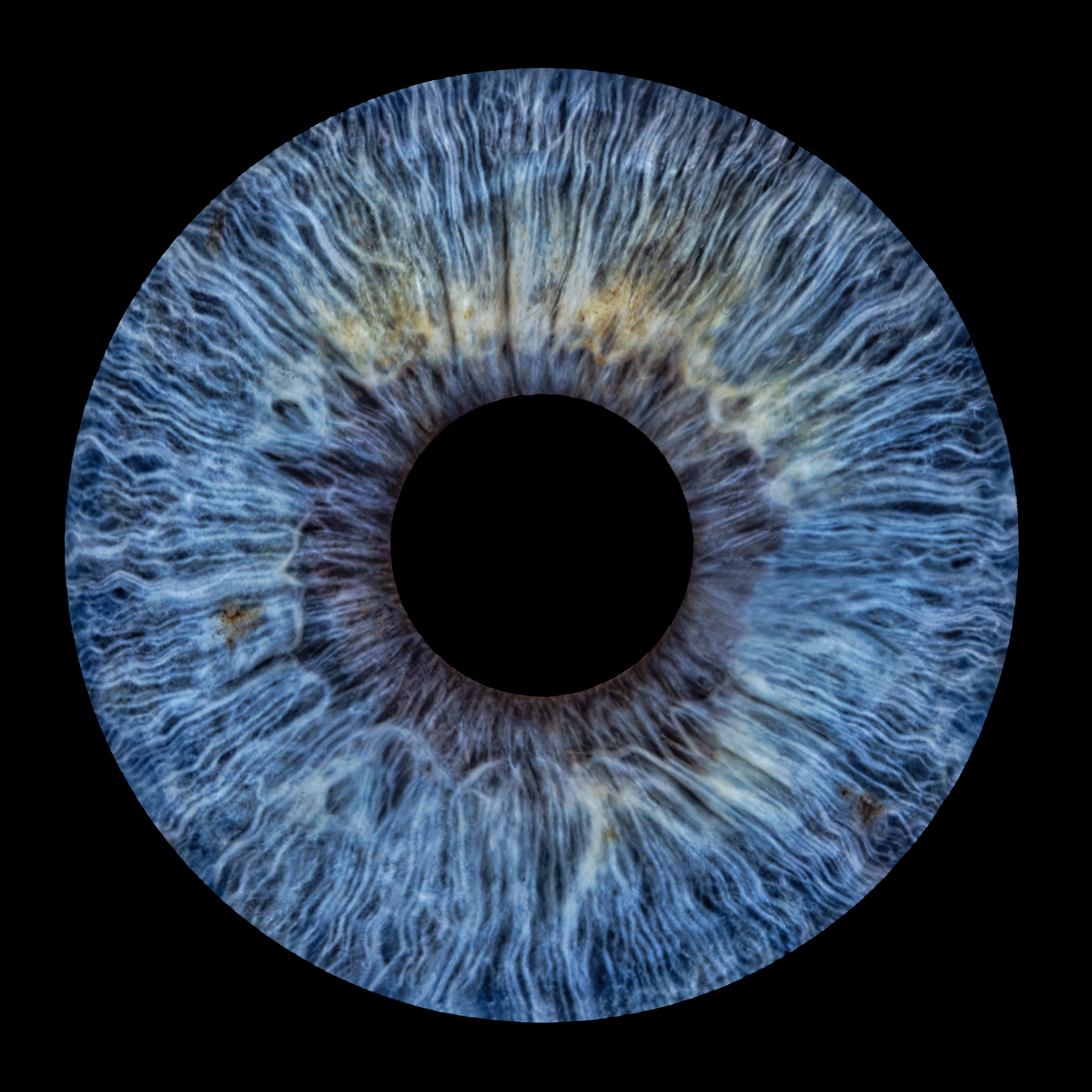 Graublaue natürliche Iris